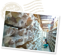 カサにネットを被せて虫の侵入をガード。収穫後は、石づきのカケラを取り除いて菌床をキレイにし、霧吹きを行うことでカビの発生を防いでいる。