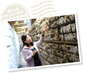 収穫はすべて手作業。一つずつ傷つけないよう大事に採っていく。「なるべく菌床にストレスを与えないこと。これは最後まで徹底しています」。