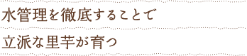 水管理を徹底することで立派な里芋が育つ