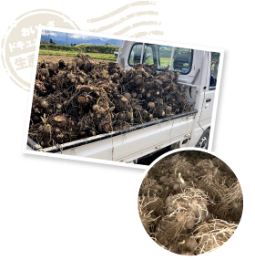 4月中旬に種芋を植え、10月中旬から収穫開始。外気に触れて痛まないよう、土をつけたまま一株ごと大事に掘り出していく。獲れた里芋は貯蔵庫で保管し、春先の3月まで出荷する。