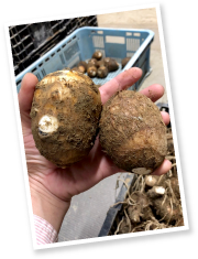 出荷する際は、まず根や土をきれいに取り除く。そしてお客様のニーズに合わせて形、大きさで選別する。収穫から保管、出荷に至るまですべて手作業。