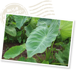 根腐れを起こすと葉に養分が届かず、黄色く変色していく。水分不足も養分不足も、葉にその影響が現れるため、毎日の細かな観察が欠かせない。