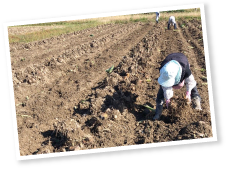 これまで畑に入るのは高齢者の方が多かったが、最近では若い人の姿も見られるという。「機械化を進めていくと同時に、若い方の参入もお手伝いしていきたいですね」と関川さんは語る。