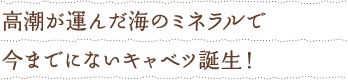 高潮が運んだ海のミネラルで今までにないキャベツ誕生！
