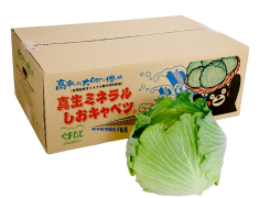 【熊本発】真生ミネラルしおキャベツ