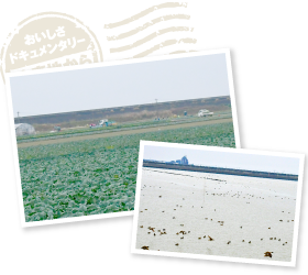 水鳥が集う穏やかな八代海と、不知火干拓を囲む堤防。この堤防を2メートルも超える高潮が襲ったというから驚くばかり。