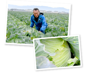 これから収穫の最盛期を迎えるキャベツ畑。朝露を受けて一層ツヤを帯びた葉と、クッキリとした葉脈から生命力の強さが伝わってくる。