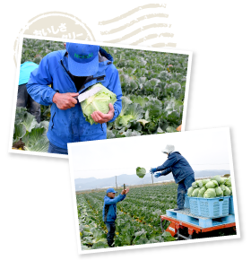 速水さんが先頭を歩き、キャベツを選びながら包丁でカット。あ・うんの呼吸でスタッフがキャッチし、絶妙なバランスでカゴに積む。