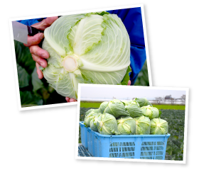 栽培するキャベツは4種で、メインは「彩ひかり」。病気が出やすい品種だが、塩分のある畑との相性がよく、何より食味がいいという。