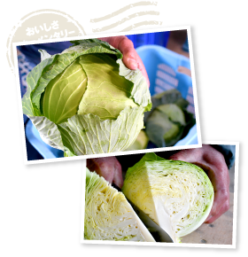 朝採れキャベツの中からしおキャベツを厳選。カットすると断面から水分があふれ、瑞々しさを物語る。スイートコーンのような甘さも格別だ。