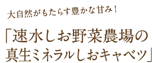 速水しお野菜農場の真生ミネラルしおキャベツ