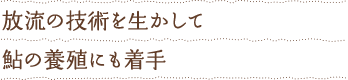 放流の技術を生かして鮎の養殖にも着手