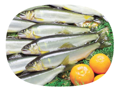 椹野川漁業協同組合の柑味鮎