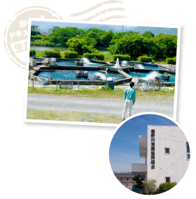 椹野川の河川敷に設けられた鮎の養殖池。川を挟んで向こう側は湯田温泉、手前には住宅地や山口大学のキャンパスが広がり、人々の生活圏と隣接した立地である。