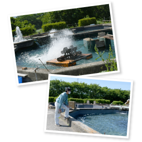 これから養殖池を満たすのは、椹野川の伏流水と地下から汲み上げた井戸水をブレンドした水。田中さん曰く、飲用水としても大変おいしい水だという。