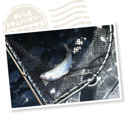 お客様からオーダーが入ると、漁協内にアナウンスが流れ、担当の方が養殖池で鮎を捕獲。山口市内であれば、ピチピチに活かしたまま届けるそうだ。