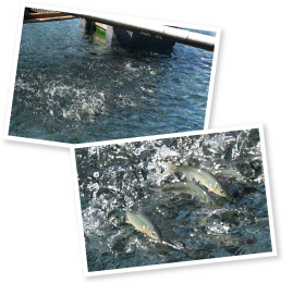 甘酸っぱいミカンの香りのするエサを池に放った途端、水面から鮎が身を乗り出す。我先にと食べ始める姿は圧巻だ。